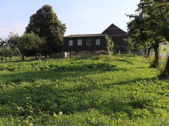 Garten-2014 (1)