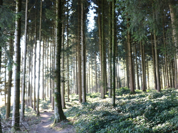 Holz-Wald (1)